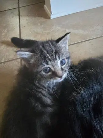 American shorthair kittens for adoption
