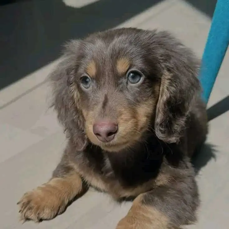 10 weeks old
