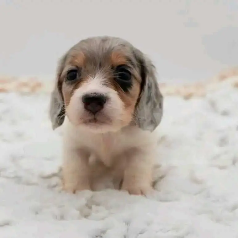 8 week old