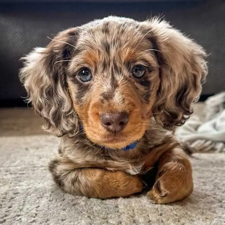 Dachshund