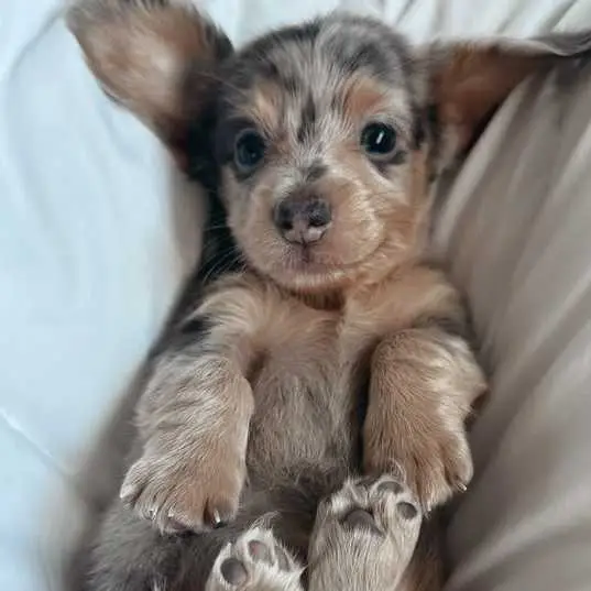 dachshund