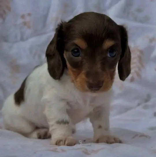 happy tails dachshund