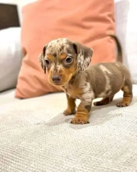 happy tails dachshund