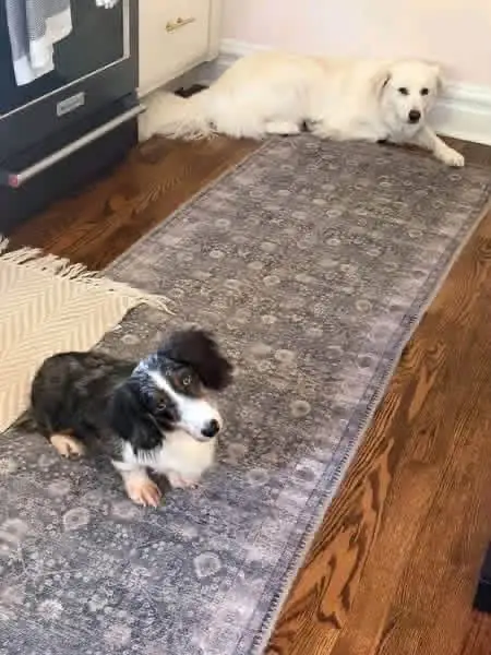 happy tails dachshund