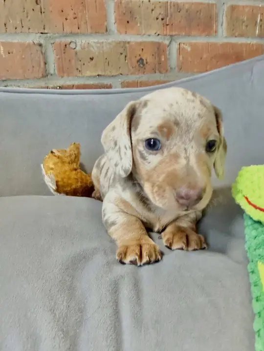 happy tails dachshund