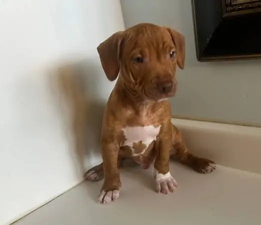 Pup