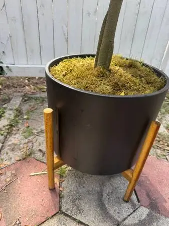 Handmade Ceramic Pot Planter (Black/ Teak)