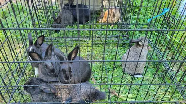 Baby rabbits mix