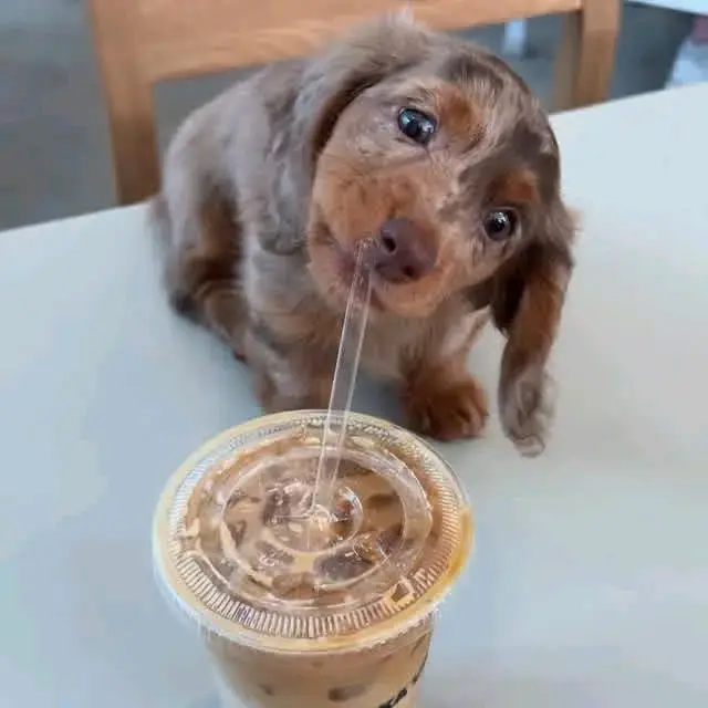 Dachshund
