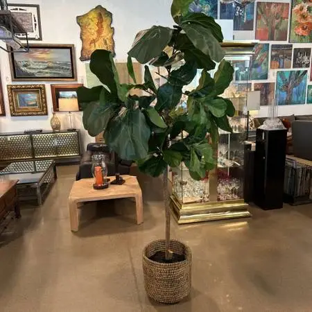 Faux Fig Tree- 44X84H