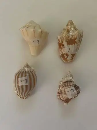 Clam Shells