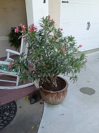 Oliander plants
