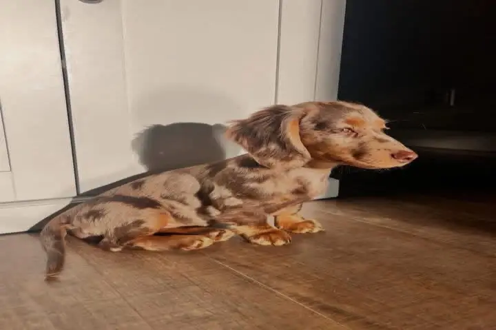 happy tails dachshunds