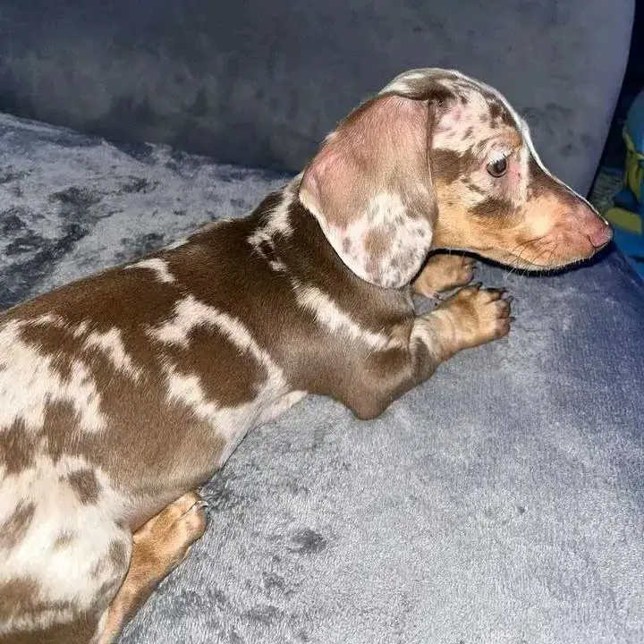 dachshund puppy