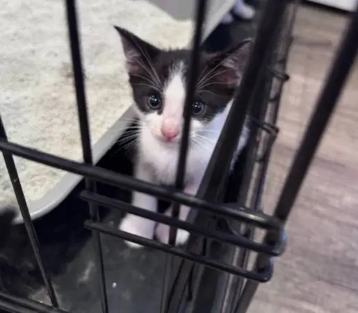Rehoming male kittens