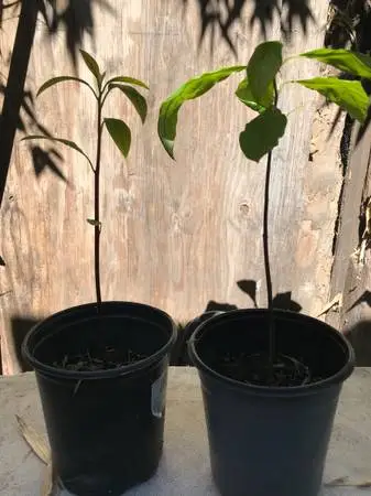 Avocado Plants 15 each.