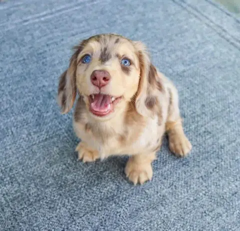 happy tails dachshund