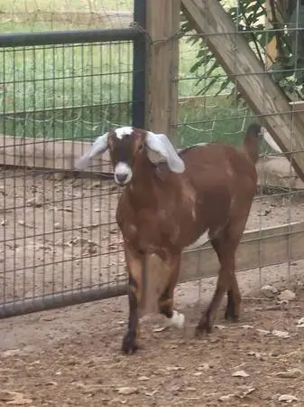 Standard Nubian Dairy Goats goat