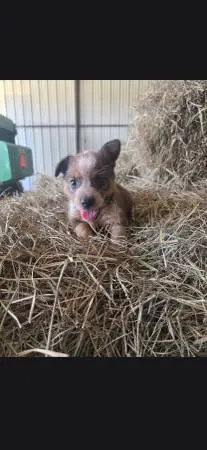 Red/blue heeler pups