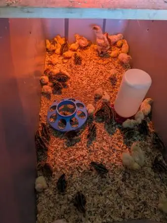 quail Quails baby chicks
