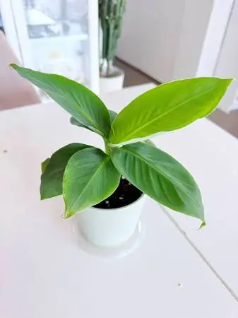 Young Banana Tree Plant