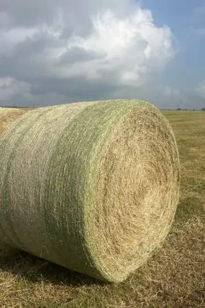 We haves costal round bales