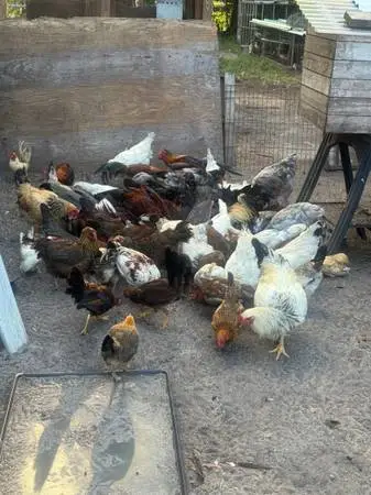 Pollos finos ( game fowl )