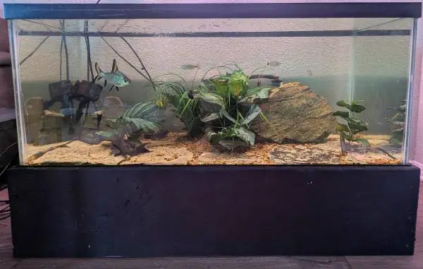75gal Fish Tank (and fish)(+ local installation)