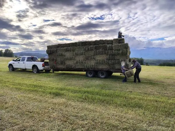 2026 hay for sale