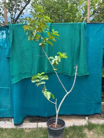 Pennywort, Green grass jelly, big sweet guava trees
