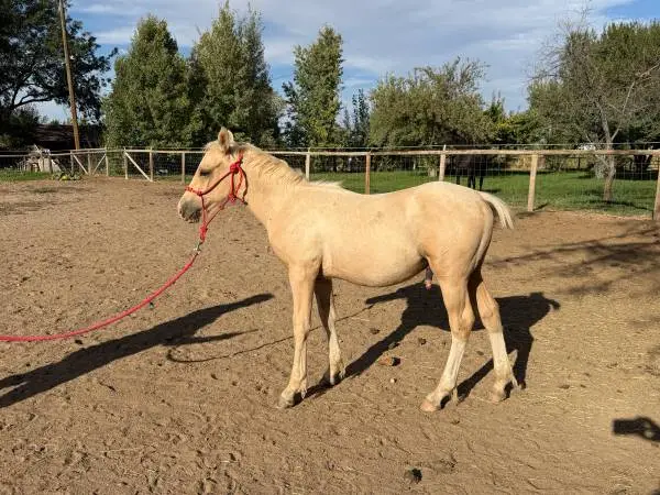 Stunning Palomino GypsyVanner × Quarter Horse Colt