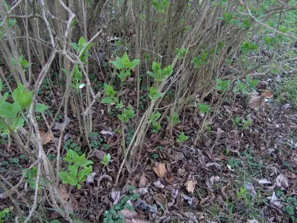 LILAC BUSH STARTS WHITE COLOR ABOUT 20 INCHES TALL
