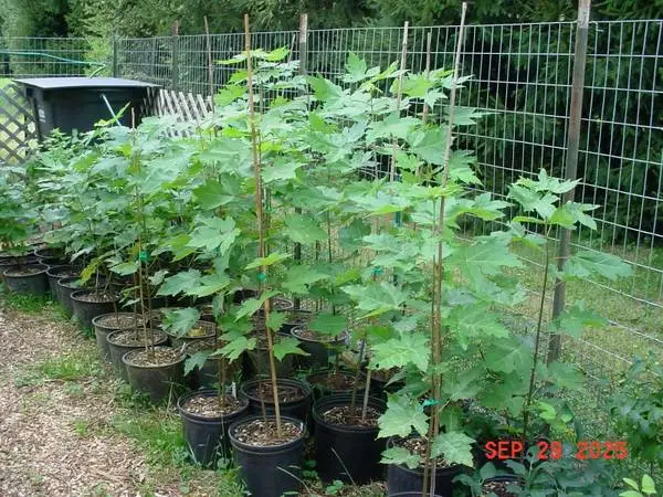 Potted Autumn Blaze Maple (Acer x freemanii Jeffersred)