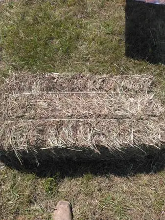 Square bale hay