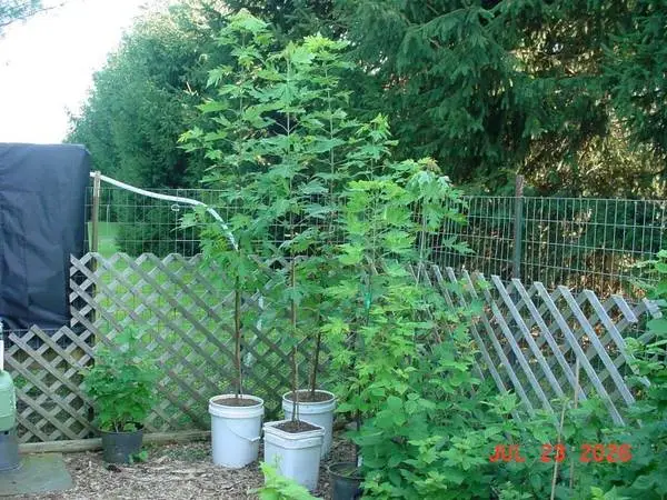 Potted Silver Maple (Acer saccharinum) Trees