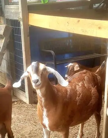 Standard Nubian Dairy goats goat