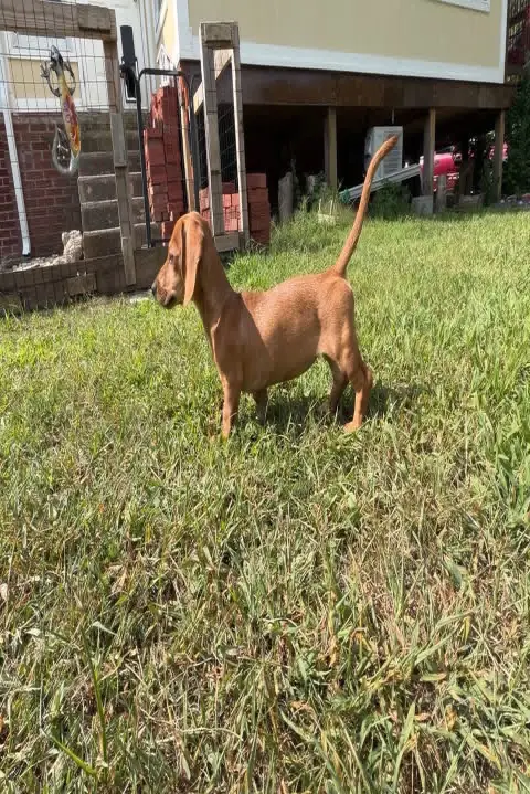 happy tails dachshunds