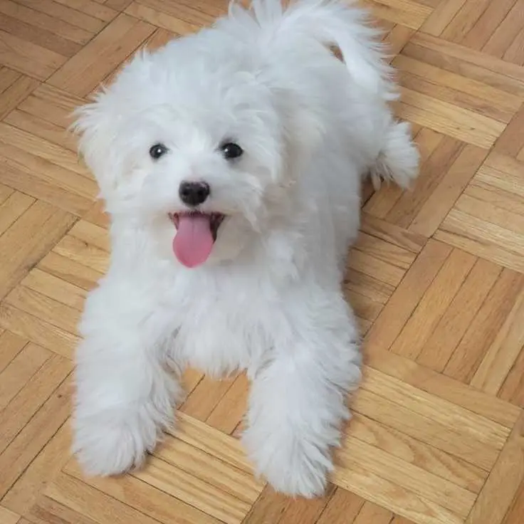 Maltese