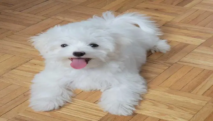 Maltese