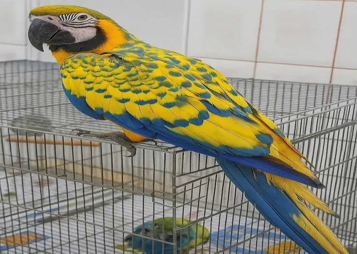Hyacinth Macaw