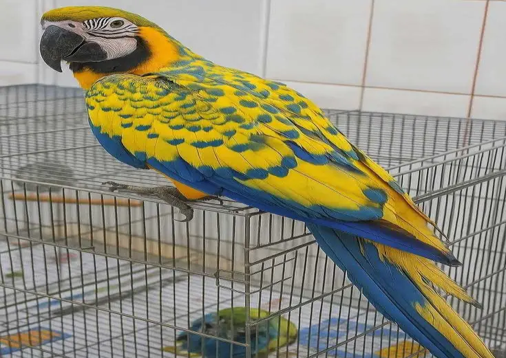 Hyacinth Macaw