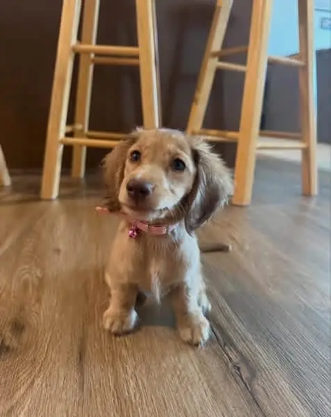 happy tails dachshunds