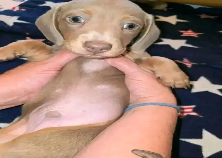 pet supplies