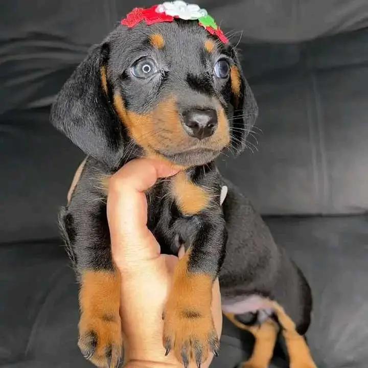pet supplies