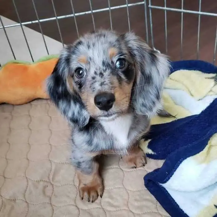 Dachshund puppy