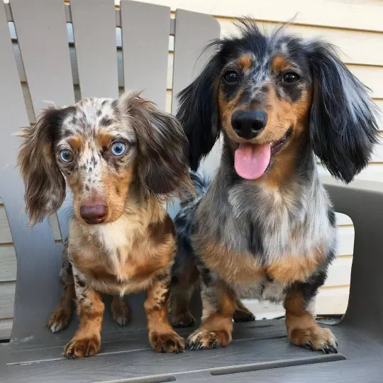 dachshund puppies