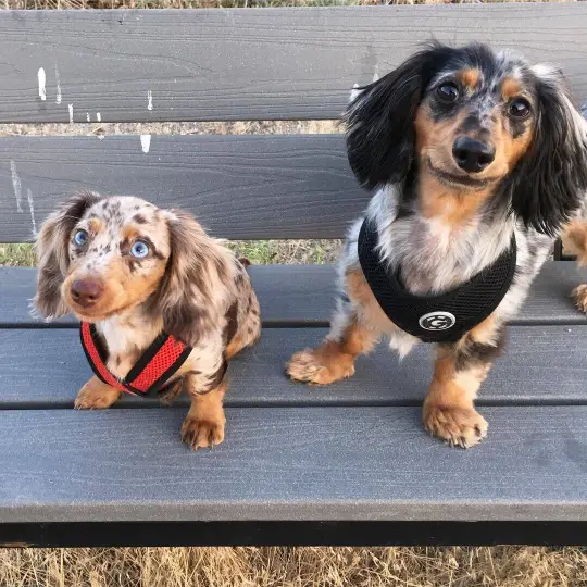 dachshund puppy