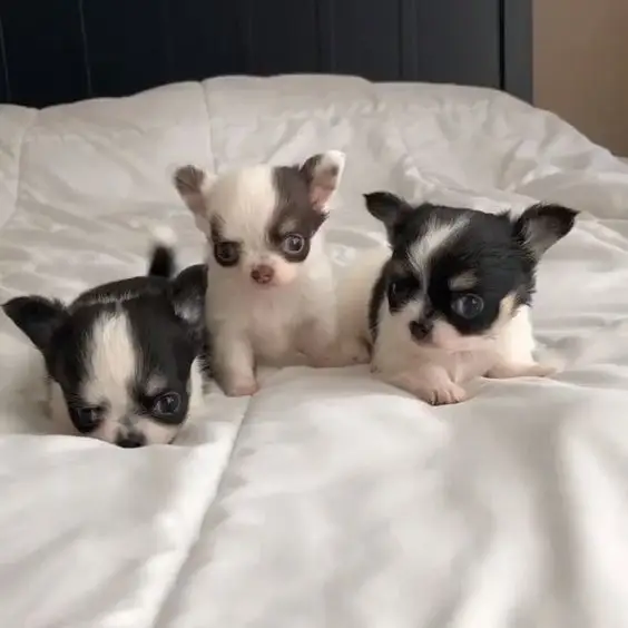 animal hub