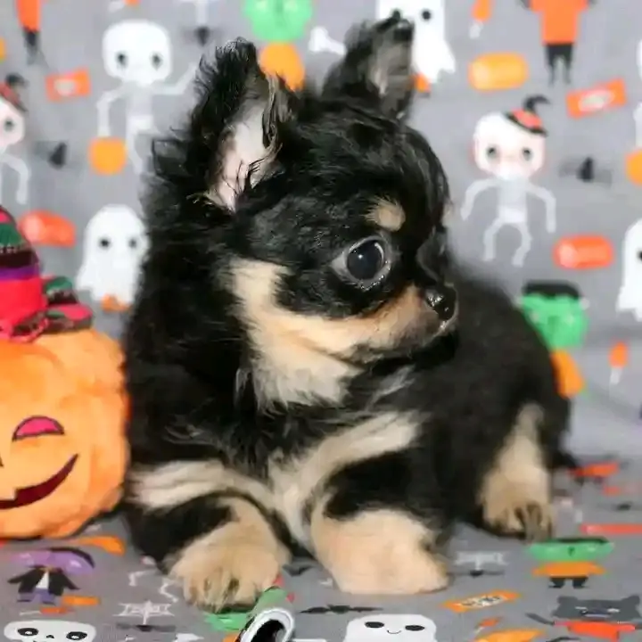 loving Chihuahua looking for his forever home