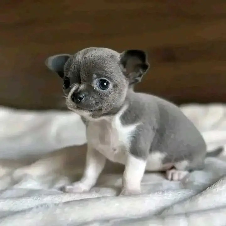 Blue and White Chihuahua Puppy